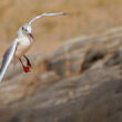 Mouette rieuse